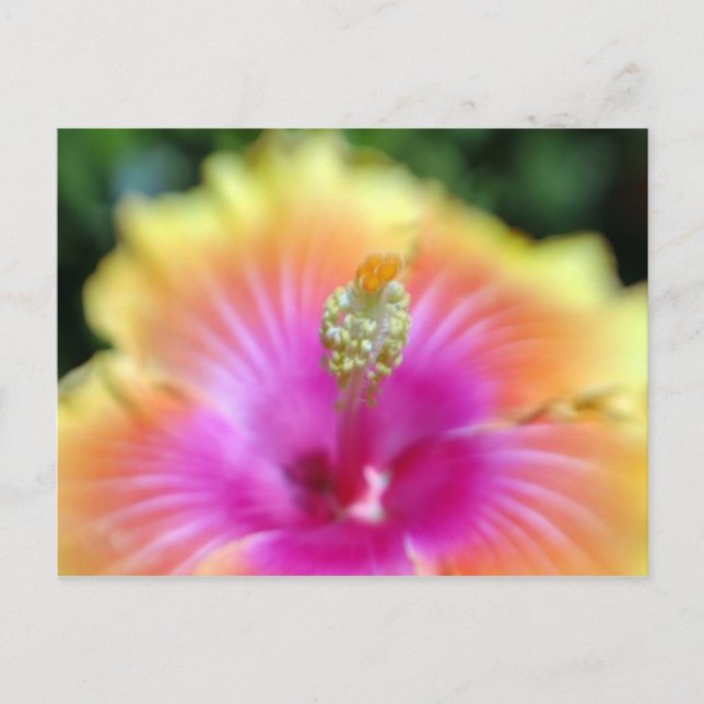 hibiscus 19 vykort (Framsida)