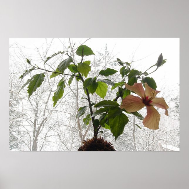 Hibiscus #1 poster (Framsidan)