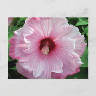 hibiscus 21 vykort