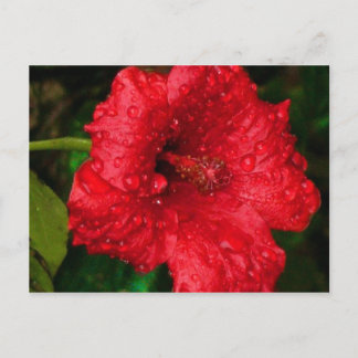 hibiscus 22 vykort