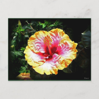 hibiscus 24 vykort