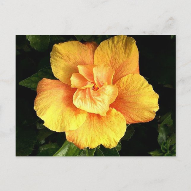 hibiscus 28 vykort (Framsida)