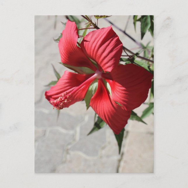 Hibiscus # 2 vykort (Framsida)