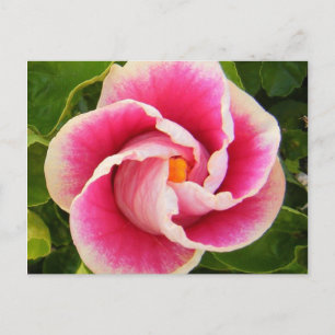 hibiscus 30 vykort