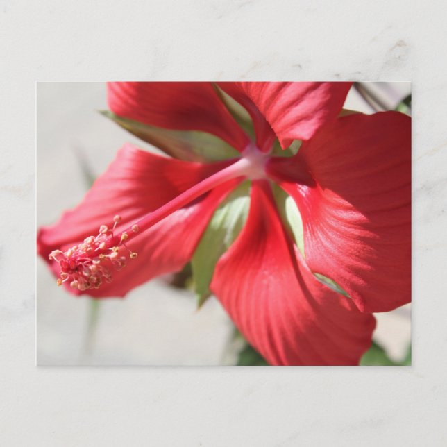 Hibiscus # 3 vykort (Framsida)