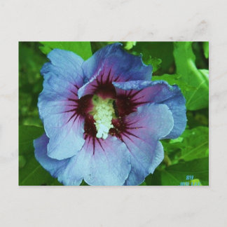 hibiscus 4 vykort