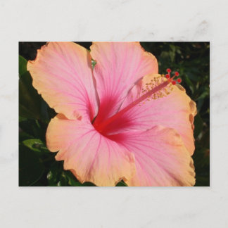 hibiscus 5 vykort