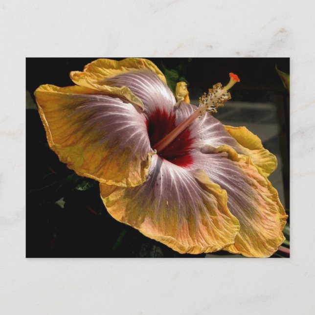 hibiscus 6 vykort (Framsida)
