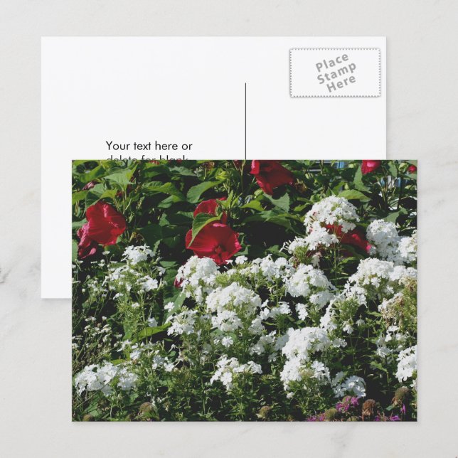 Hibiscus And Phlox Flower Garden Personalized Vykort (Fram/baksida)