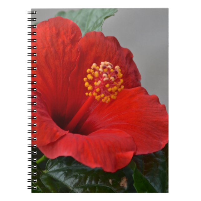 Hibiscus anteckningsbok (Framsidan)