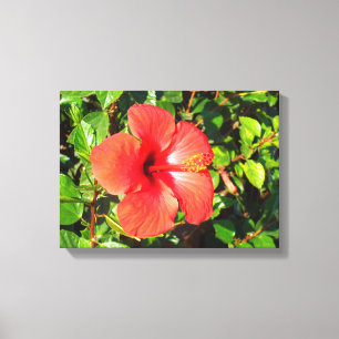 Hibiscus blomma canvastryck
