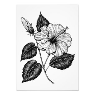 Hibiscus blomma II Fototryck
