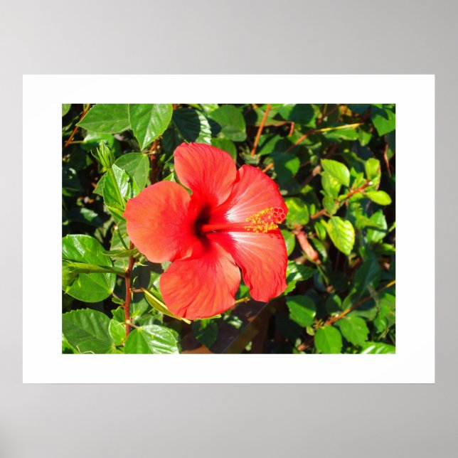Hibiscus blomma poster (Framsidan)