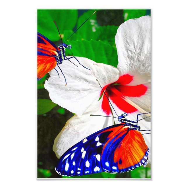 Hibiscus-blomman med tigerlångsvingande glätter Po Fototryck (Framsidan)