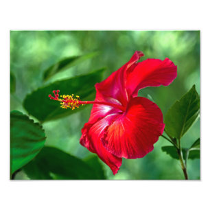 Hibiscus-Blommar Fototryck