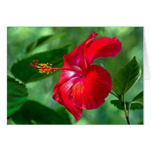 Hibiscus-Blommar Hälsningskort