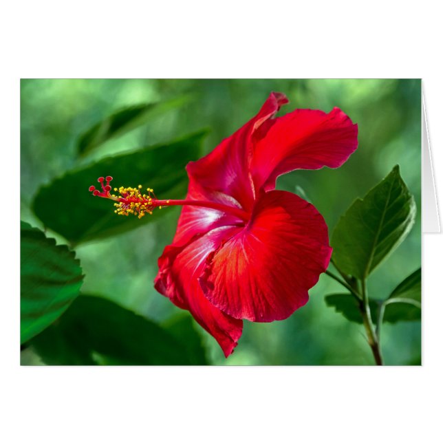 Hibiscus-Blommar Hälsningskort (Framsidan Horizontal)