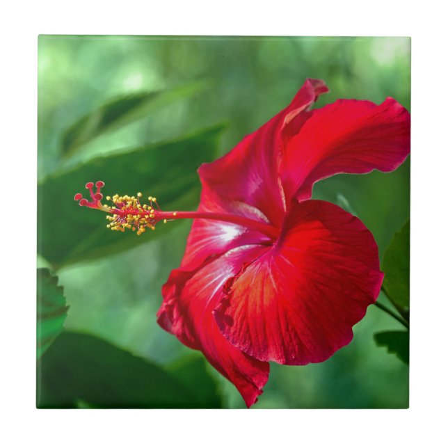 Hibiscus-Blommar Kakelplatta (Framsidan)