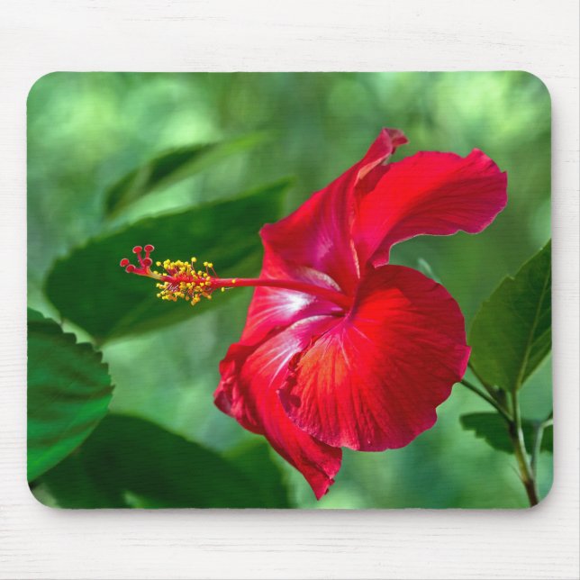 Hibiscus-Blommar Musmatta (Framsidan)