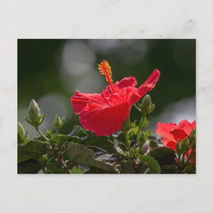 Hibiscus-Blommar och buskar Vykort