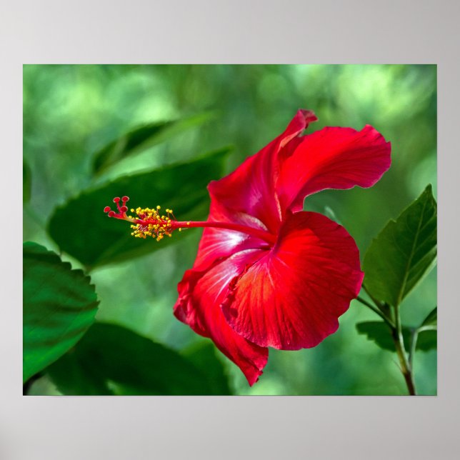 Hibiscus-Blommar Poster (Framsidan)