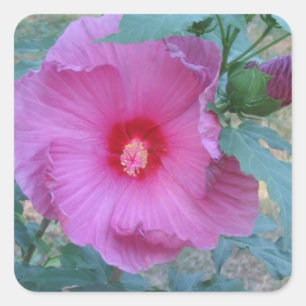 Hibiscus Blommar Sticker Fyrkantigt Klistermärke
