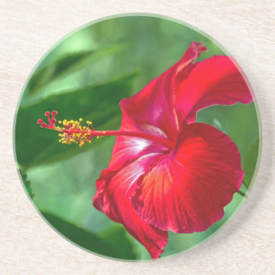 Hibiscus-Blommar Underlägg Sandsten