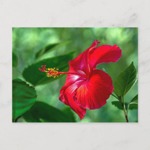 Hibiscus-Blommar Vykort