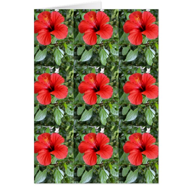 Hibiscus-blommigt Hälsningskort (Framsidan)