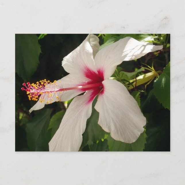 Hibiscus Blommigt vykort (Framsida)