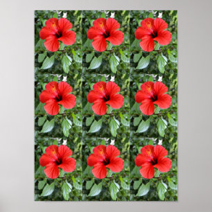 Hibiscus blommor poster