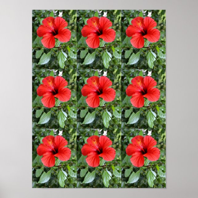 Hibiscus blommor poster (Framsidan)