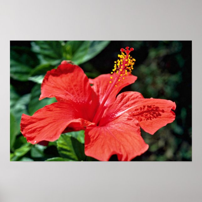 Hibiscus blommor poster (Framsidan)