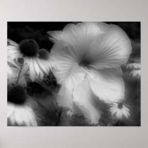 Hibiscus blommor, svart och vitt högkontrast poster