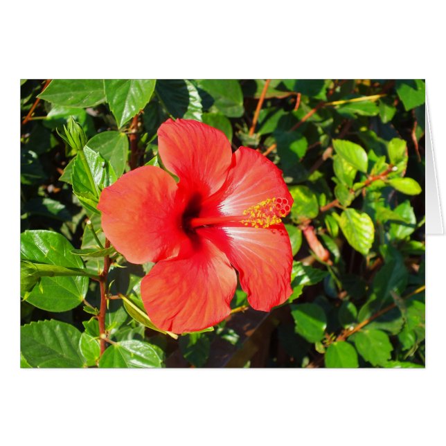 Hibiscus-blomsterkort Hälsningskort (Framsidan Horizontal)