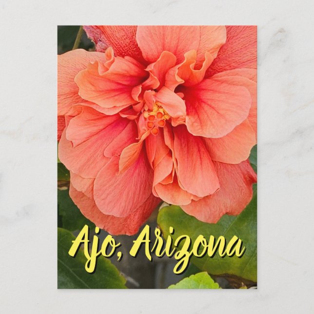 Hibiscus Bloom Dubbel Persika, Arizona vykort (Framsida)