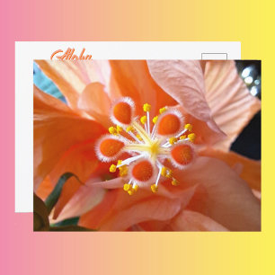 Hibiscus botaniska blommor Fotografisk fotografi a Vykort