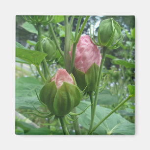 Hibiscus Bud Magnet