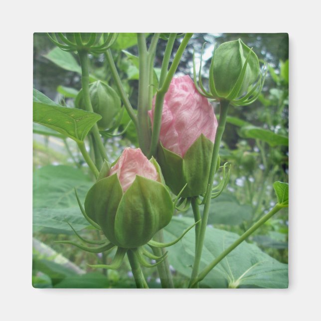 Hibiscus Buds Magnet (Framsidan)
