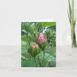 Hibiscus-buffertkort Kort