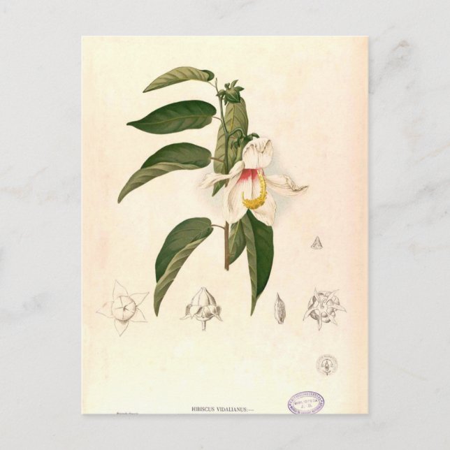 "Hibiscus campylosiphon", c. 1880 Vykort (Framsida)