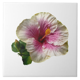 Hibiscus Candy Striper Kakelplatta