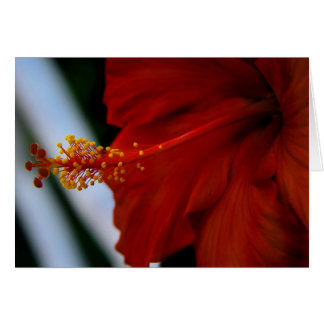 Hibiscus Delicious Hälsningskort