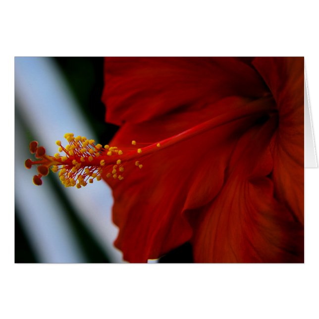 Hibiscus Delicious Hälsningskort (Framsidan Horizontal)