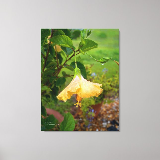 Hibiscus dew vatten droppar Wrapped Canvas (Framsida)