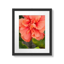 Hibiscus-Dubbla, persika, blomfoto