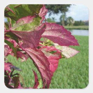 Hibiscus ’Fire and Ice’ Plant Fyrkantigt Klistermärke