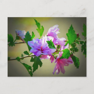 Hibiscus Flower Bloom Vykort