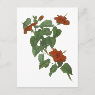 Hibiscus Flower Botanical Teckning Vykort