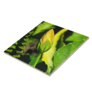 Hibiscus Flower Bud Kakelplatta